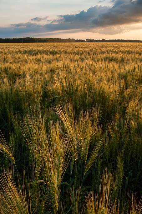 Wheat field in manitoba