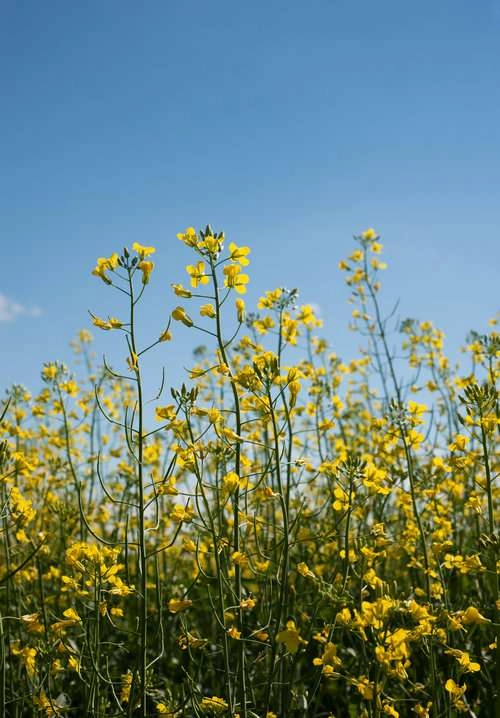 A yellow field of canola with blue sky in the background