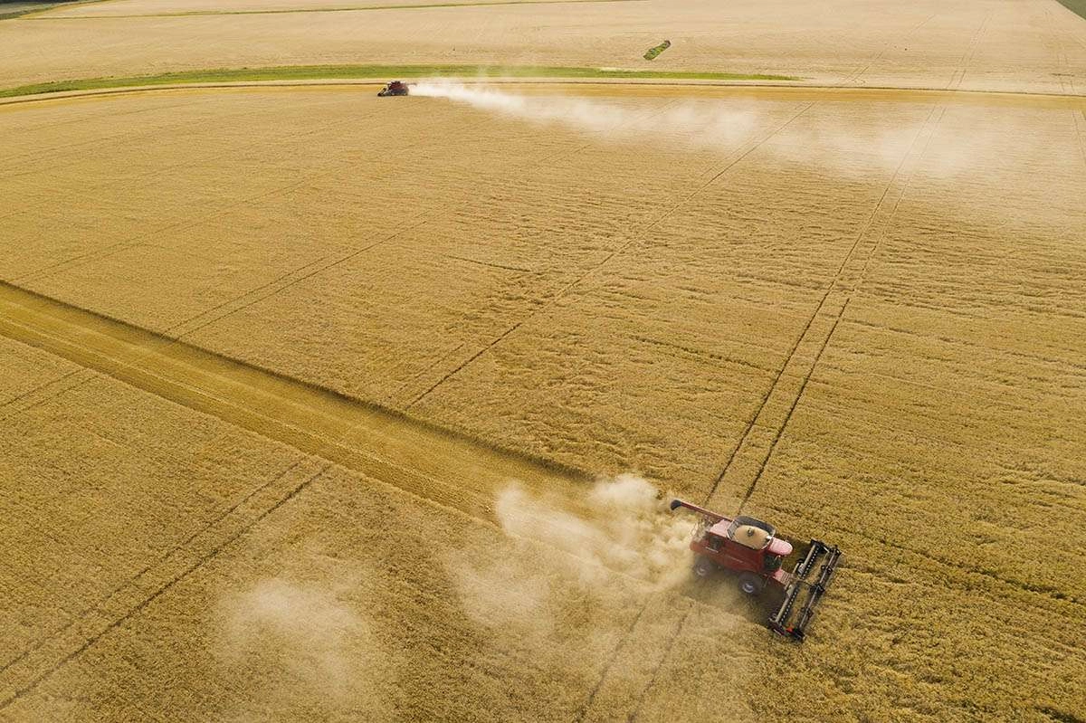 High angle view of the field being harvested. © robert lowdon