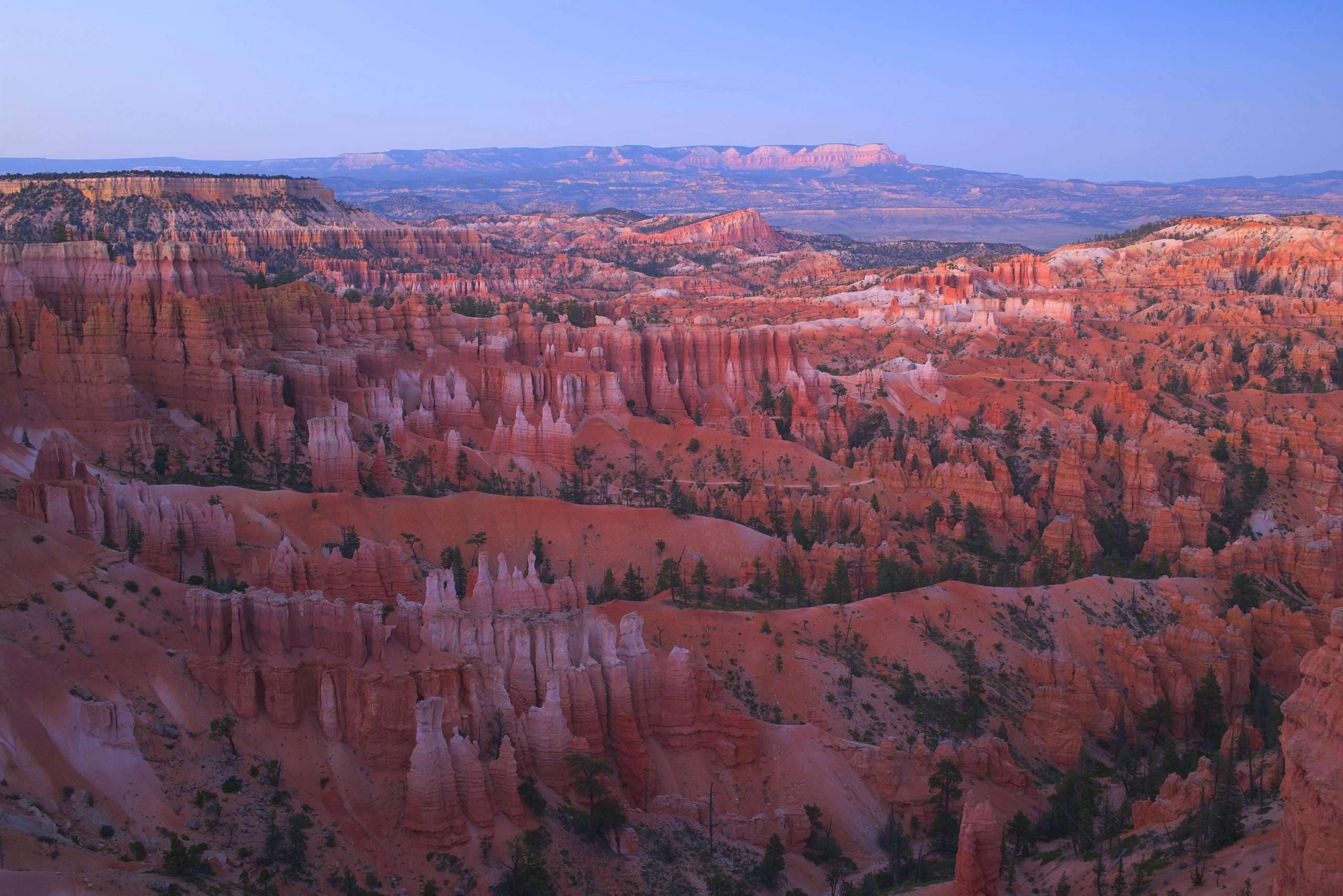 The orange rocks glow late in the day at bryce canyon national park.
