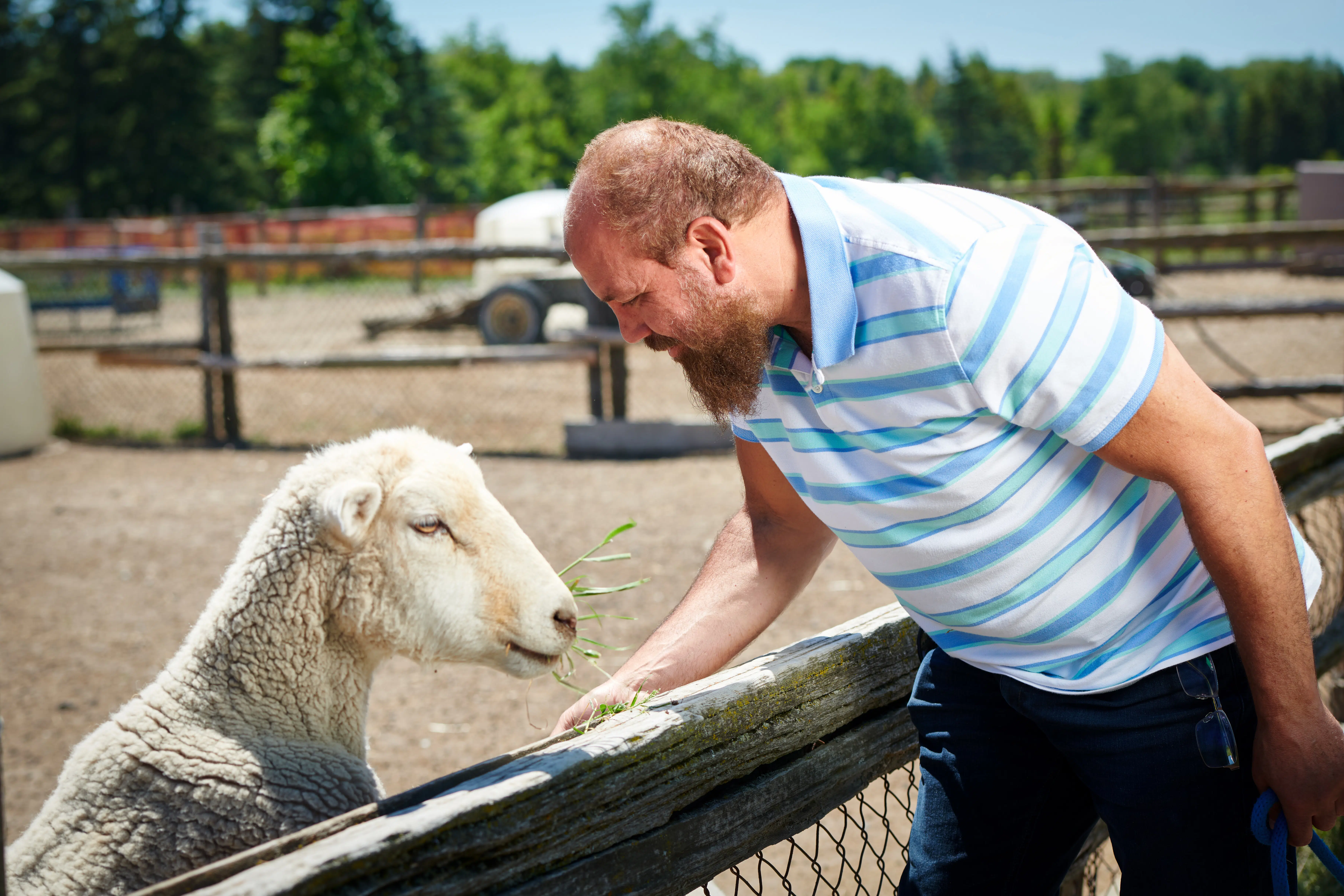 A man feeds a sheep grass as he leans over a wood fence.