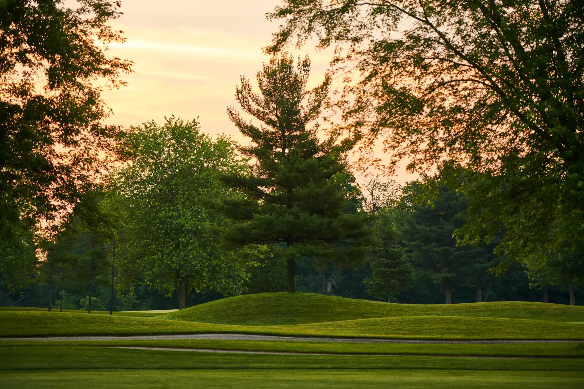 Sunrise at century pines within a treed area.